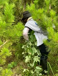 Removing kudzu wrapped around Japanese black pine trunks1