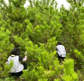 Removing kudzu wrapped around Japanese black pine trunks2