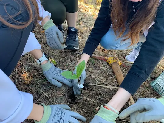 Carefully placing saplings into the soil
